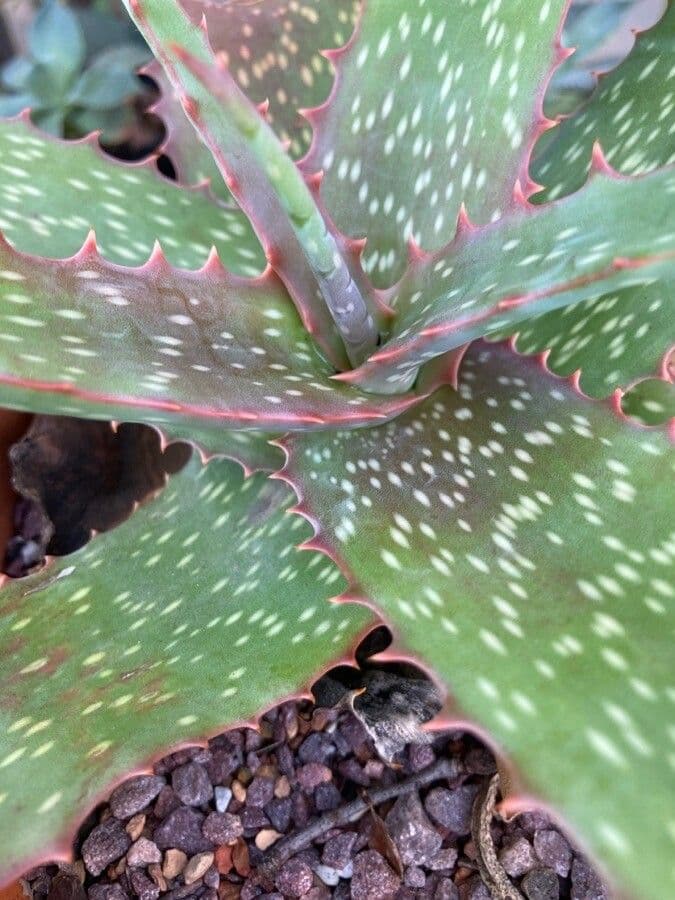 Aloe labworana