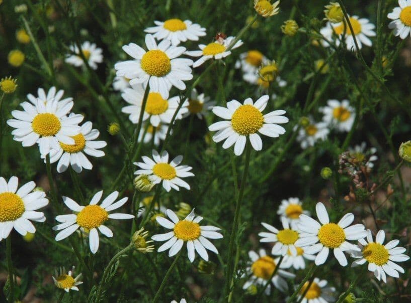 Camomilla fetida 8