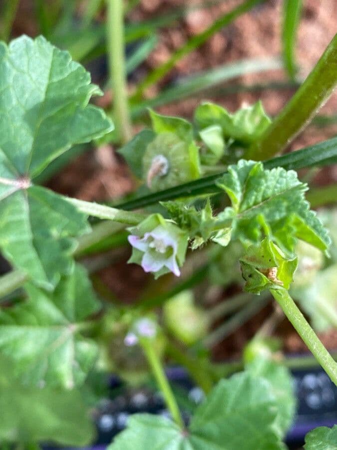 Malva minore 9