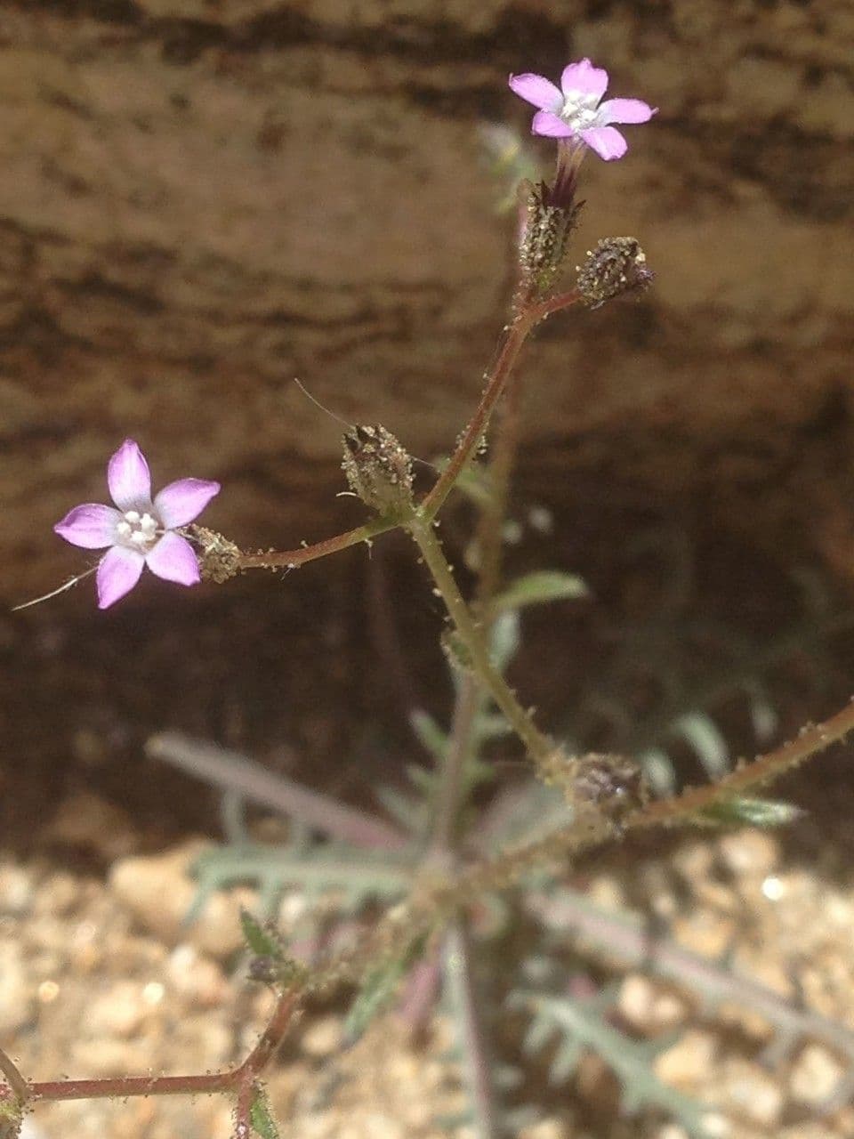 Gilia 9