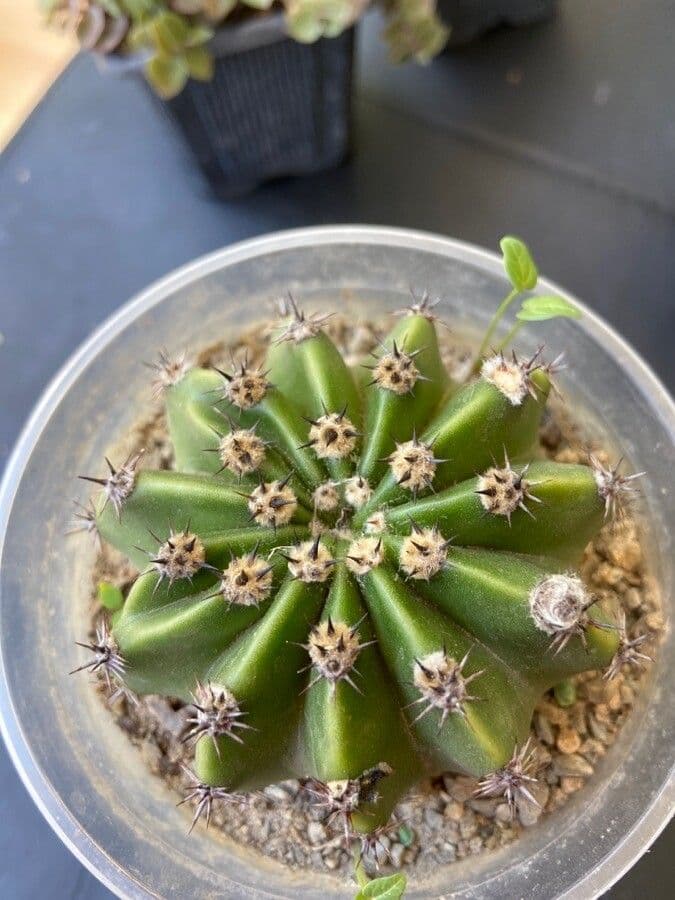 Echinopsis 14