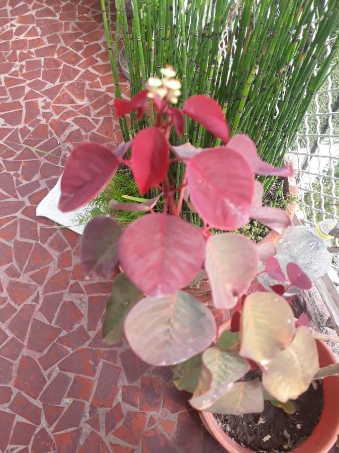 Euphorbe cotinifolia 13