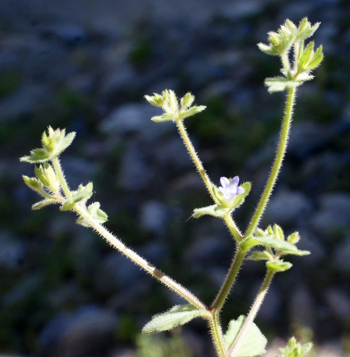 Campanula erinus 14