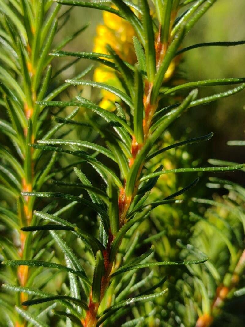 Phyllota phylicoides 7