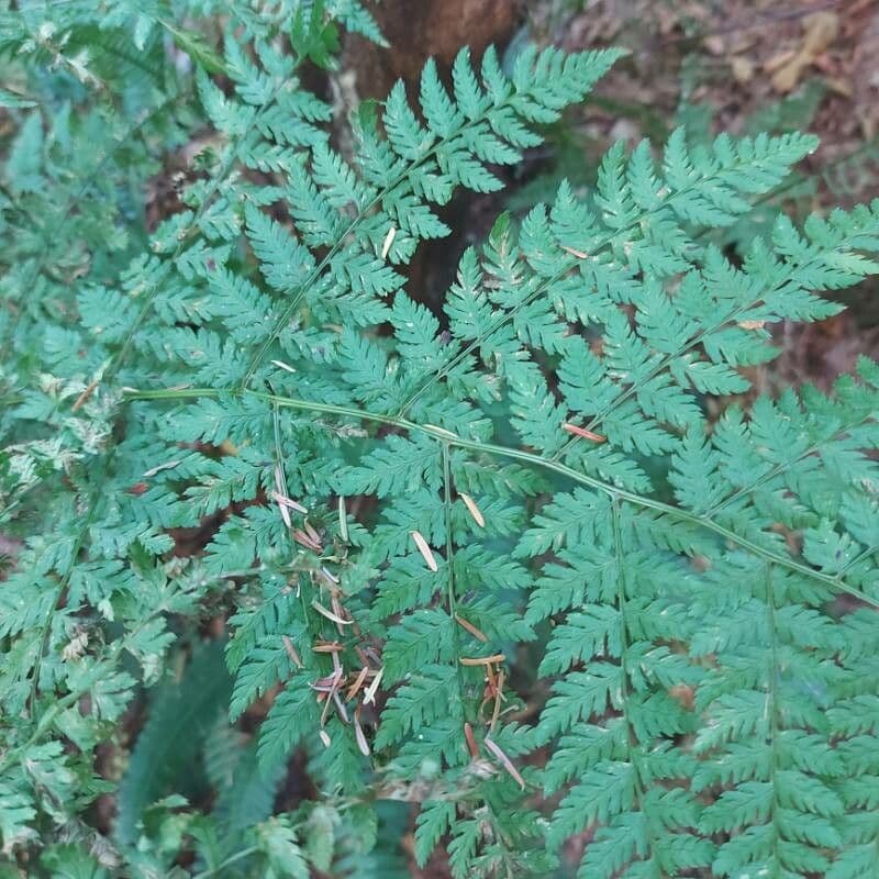 Cystopteris 11