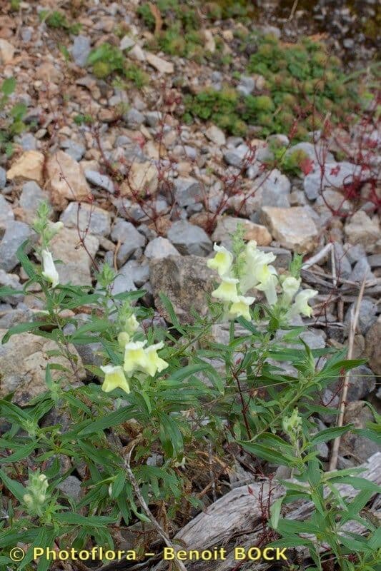 Antirrhinum 8