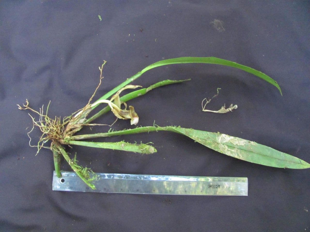 Trichopilia 4