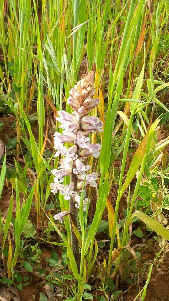 Corbiculada 13