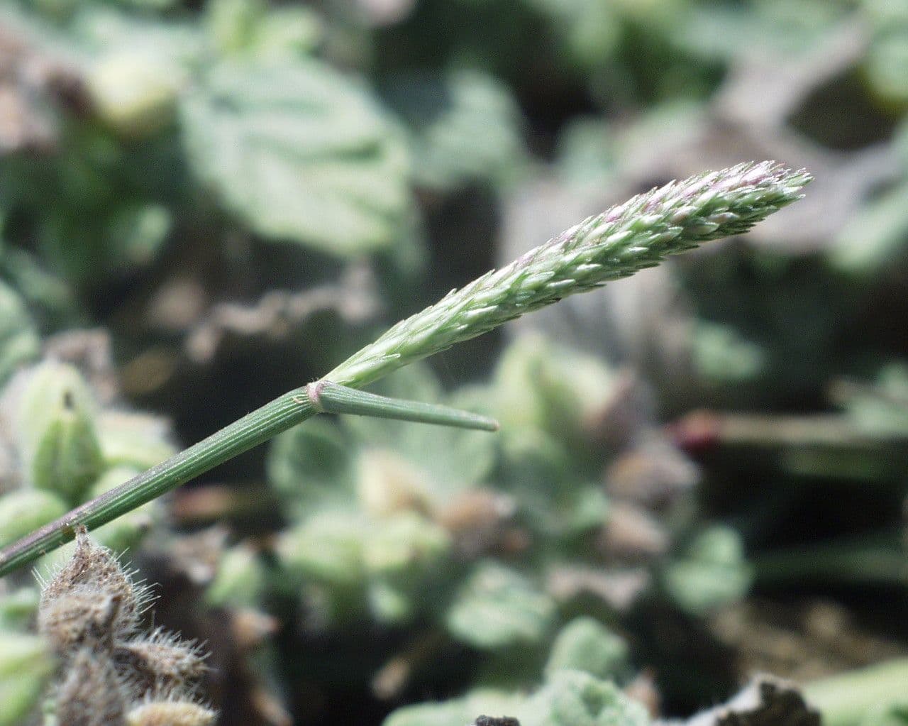 Sporobolus 4