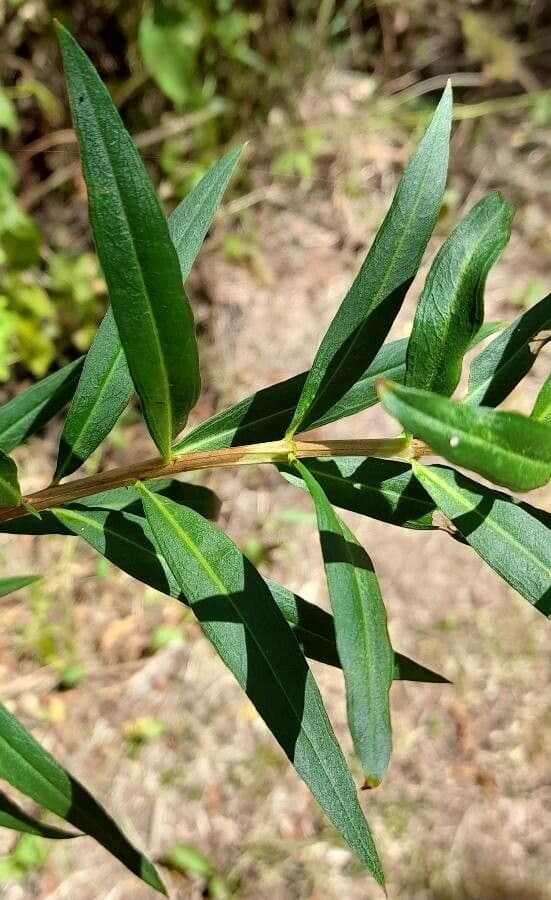 Heimia salicifolia 10