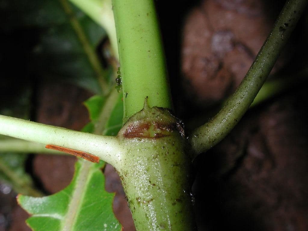Palicourea 19
