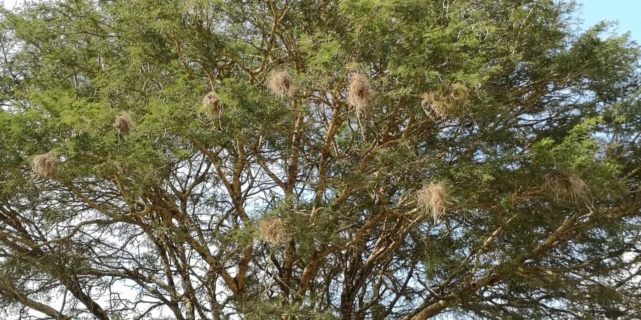 Acacia albida