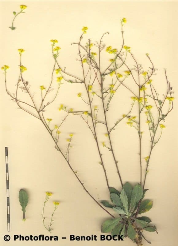 Aurinia petraea 15