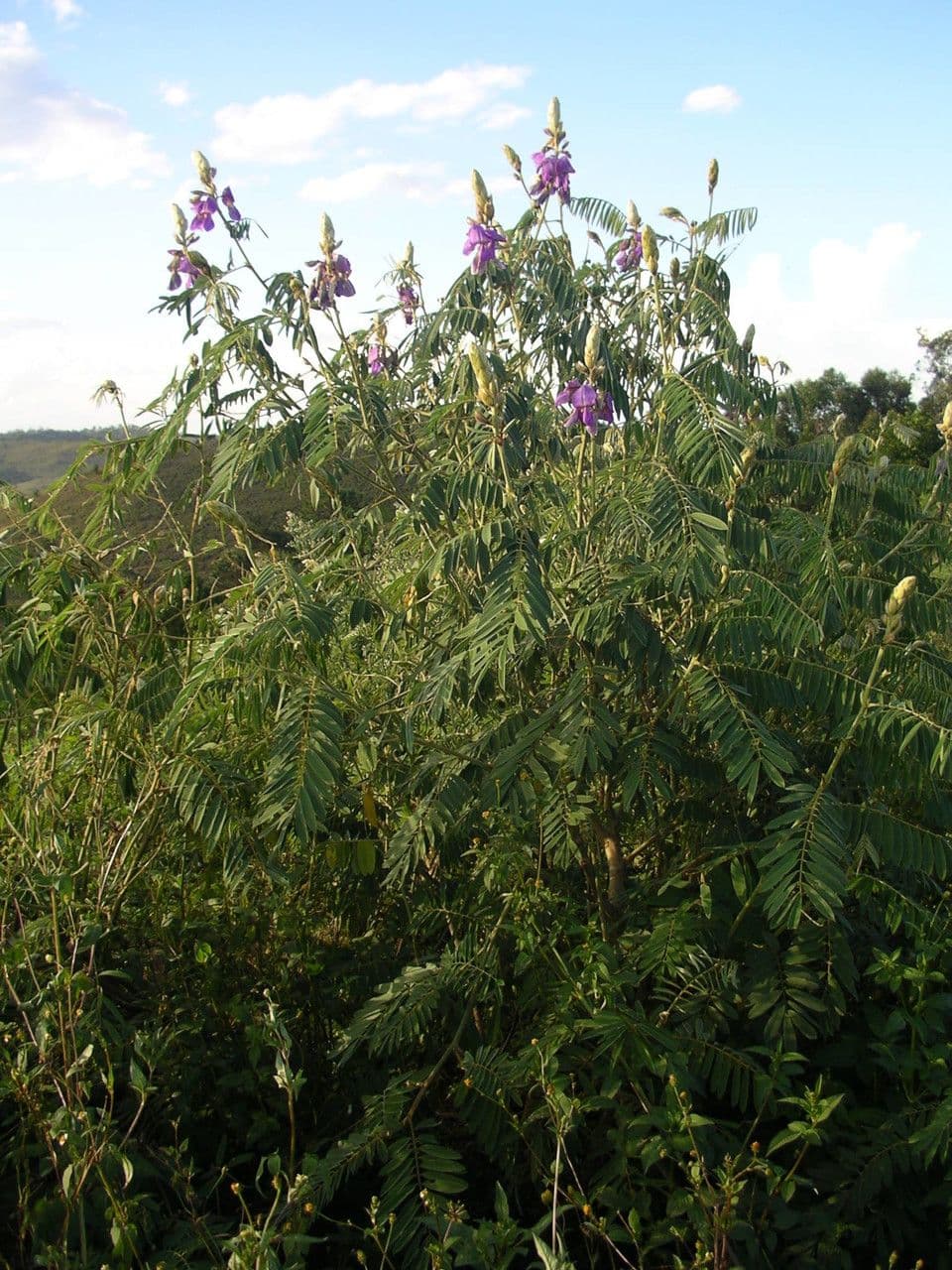 Tephrosia vogelova 8