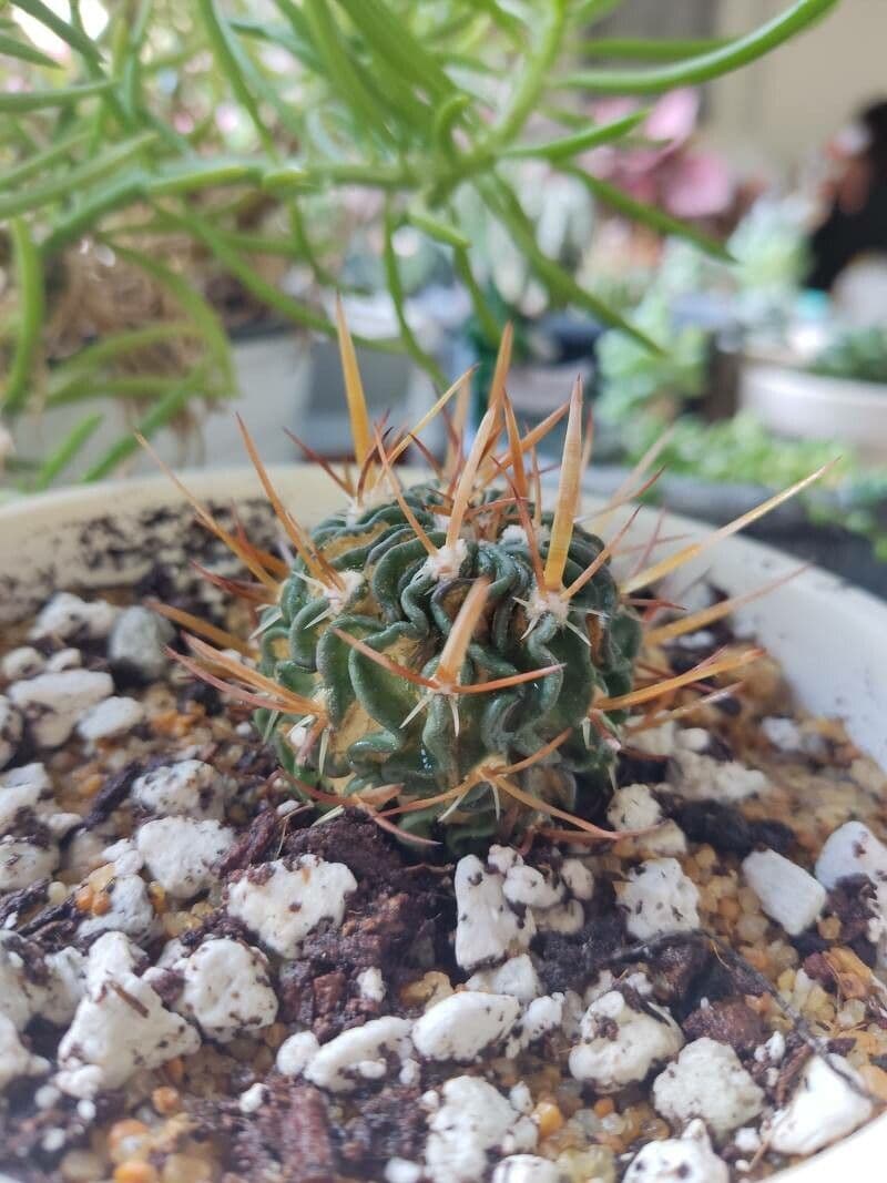 Cactus cervello 8