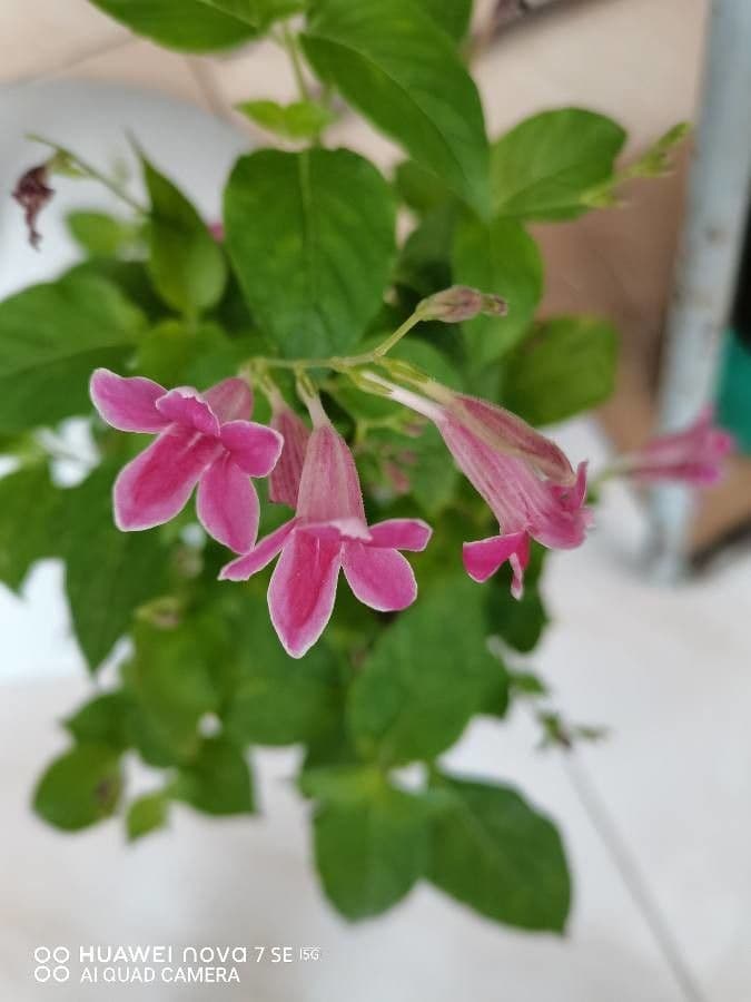 Bürstenblume 4