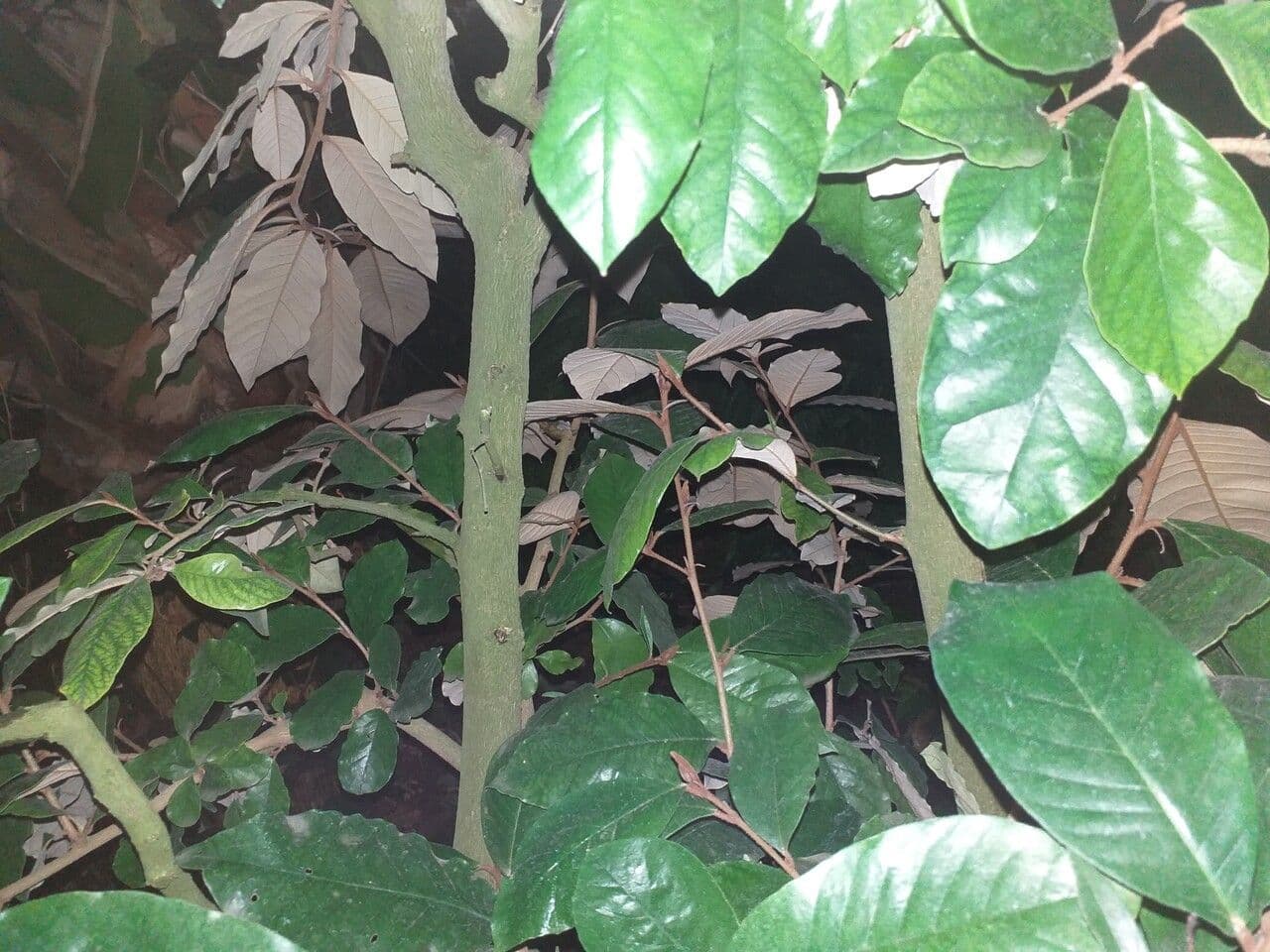 Trichocladus 4