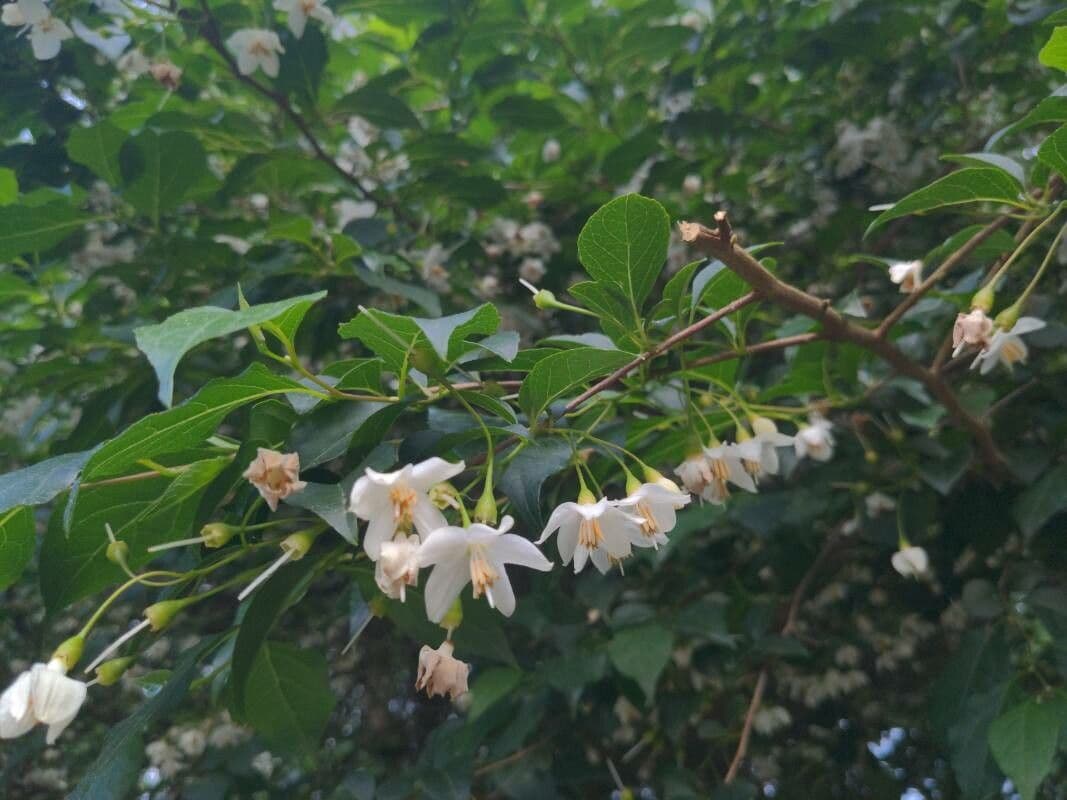 Styrax japonicus 9