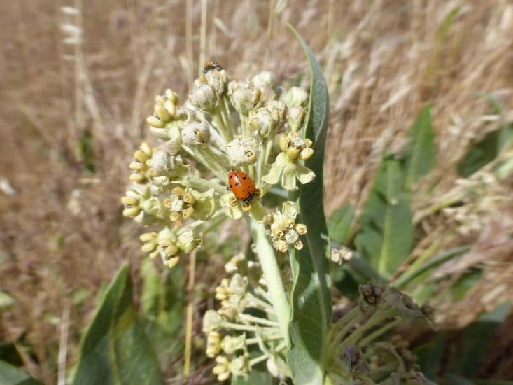 Asclepias 4
