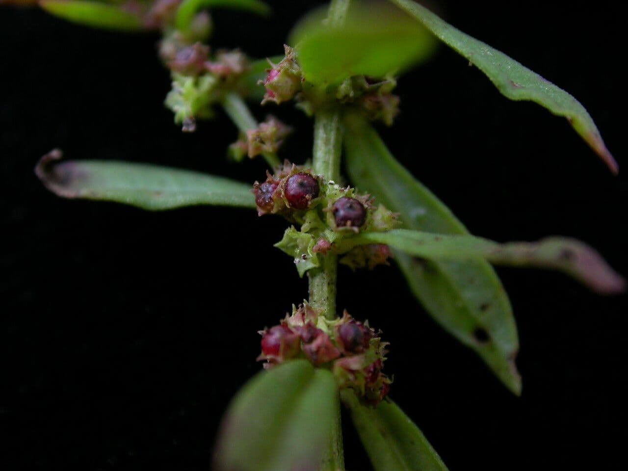 Ammannia baccheriforme 8