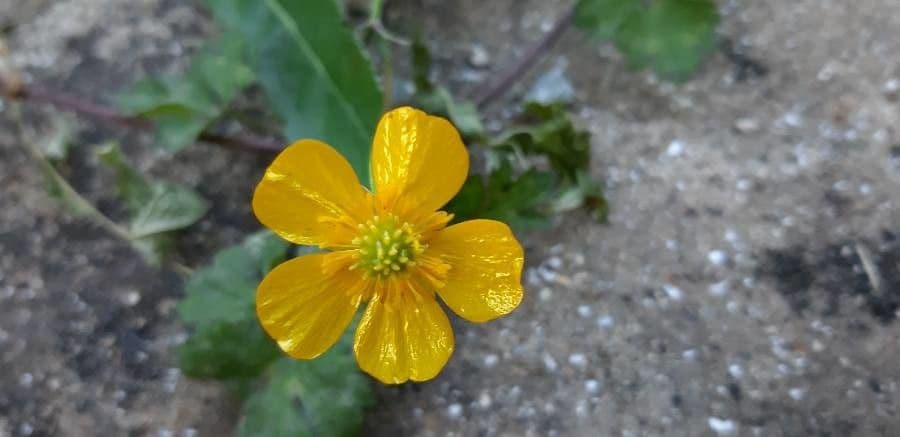 Ranuncolo macrophyllus 7