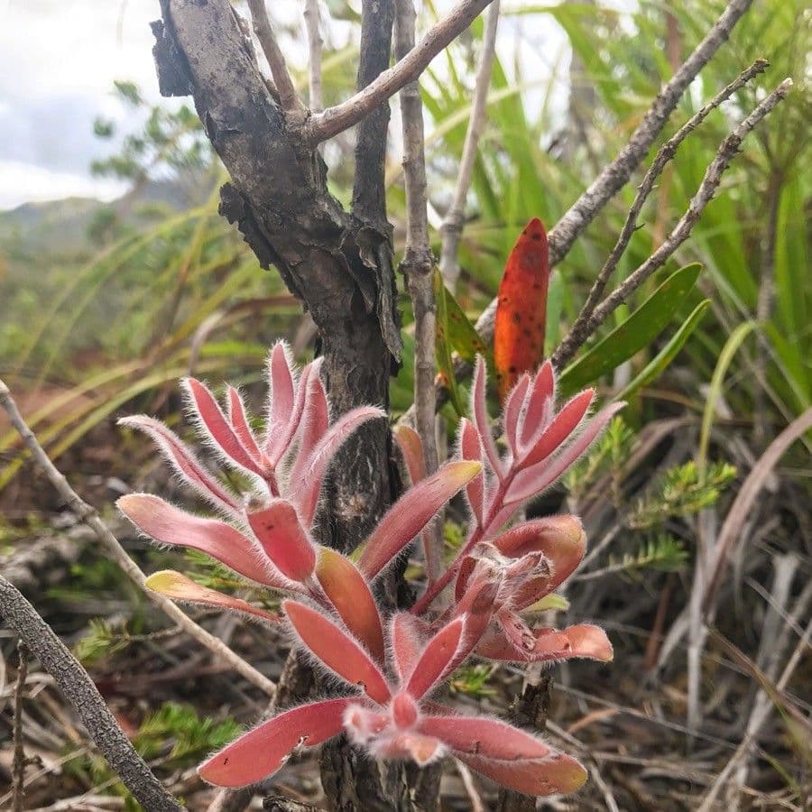Melaleuca 20