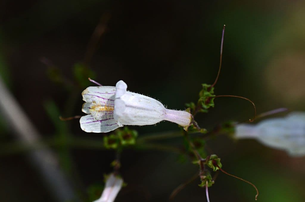 Penstemon