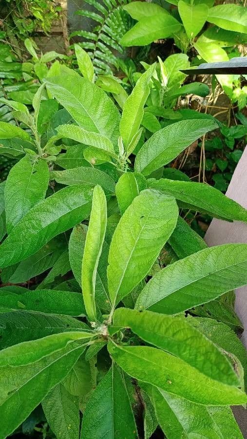 Blumea balsamifera 5