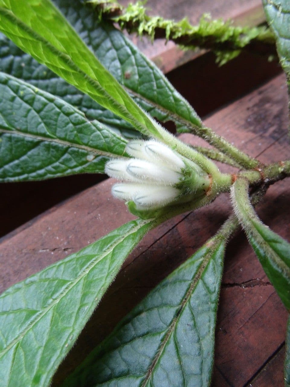 Psicotria peloscura 4