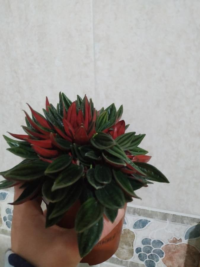 Peperomia 21