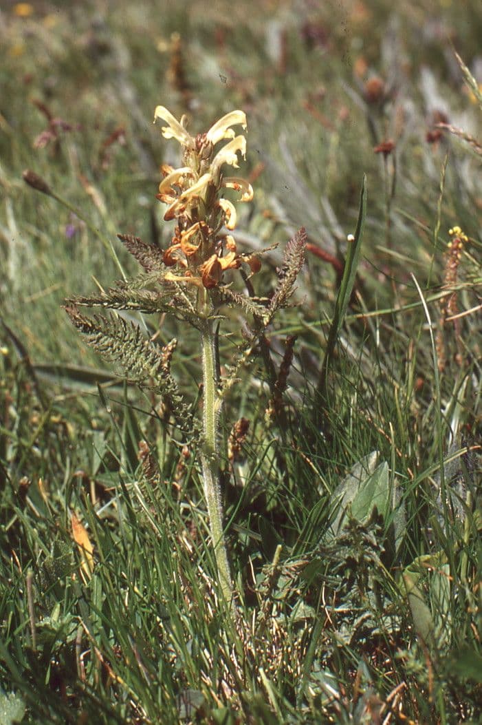 Pedicularis comosa 7