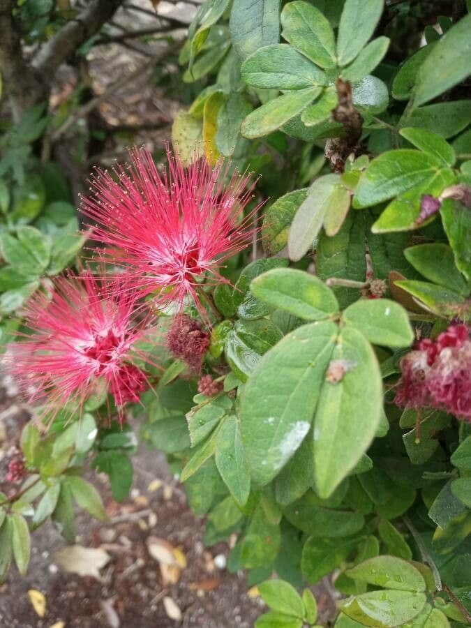 Calliandra 7