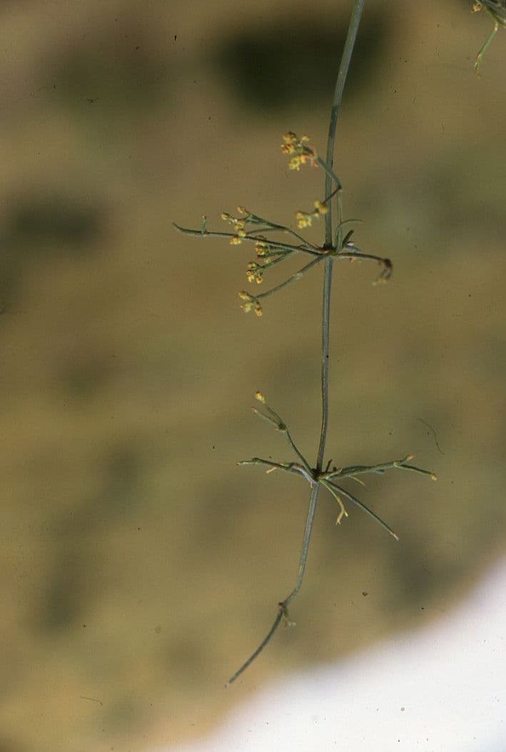 Efedra 11