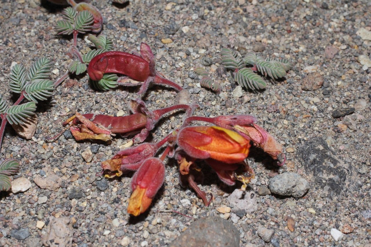 Hoffmannseggia 7