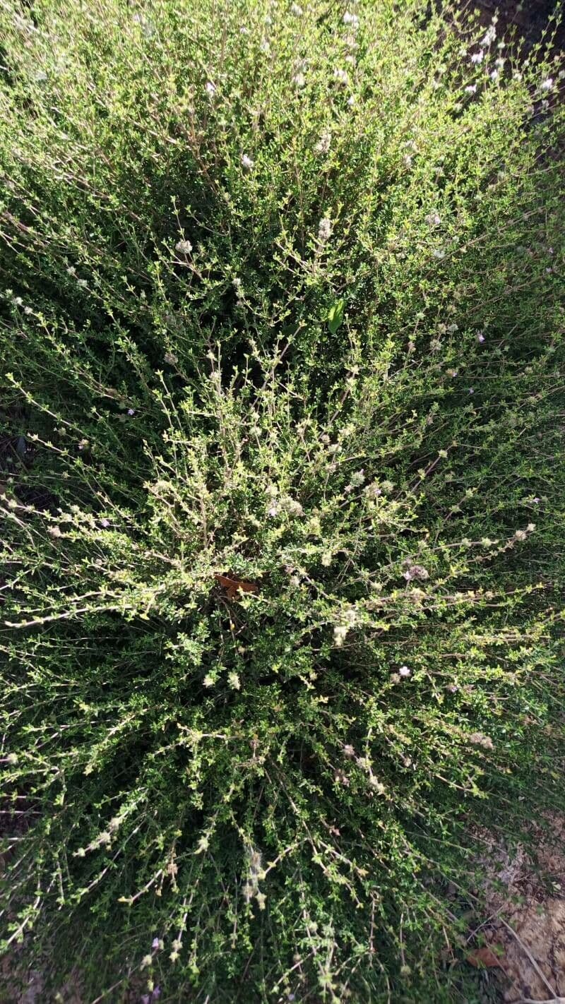 Saturejka thymbra 15