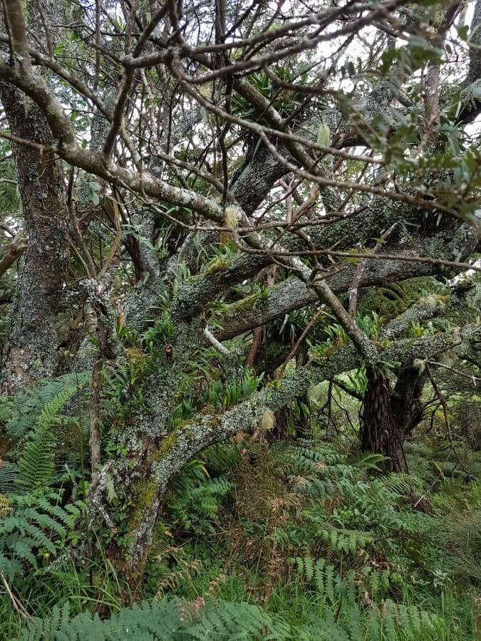 Sophora denudata 15