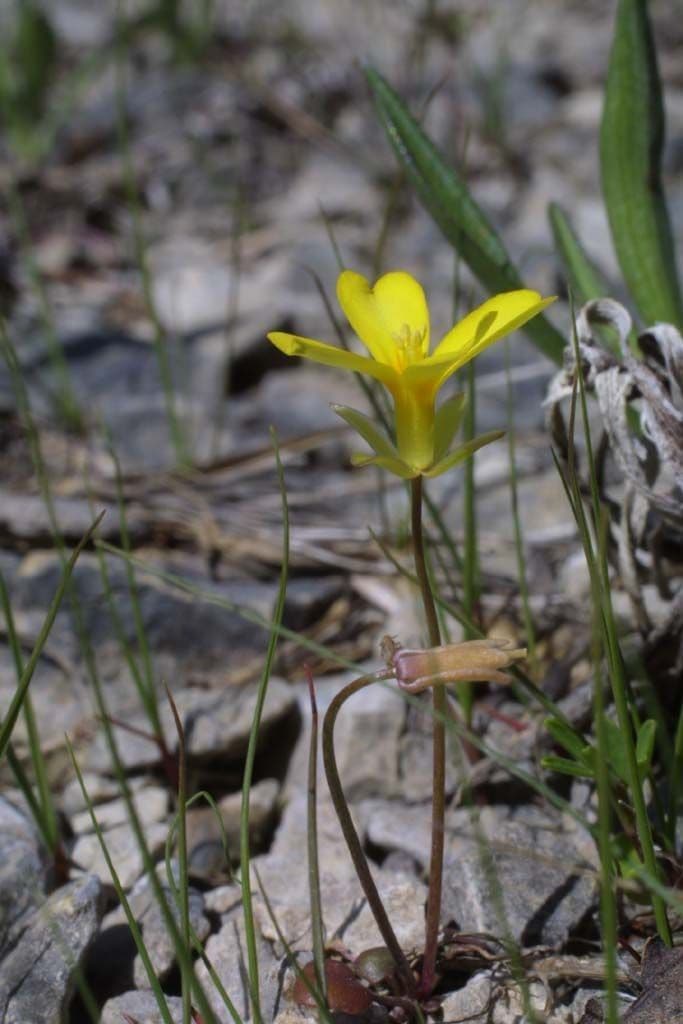 Styloide Glockenblume 8