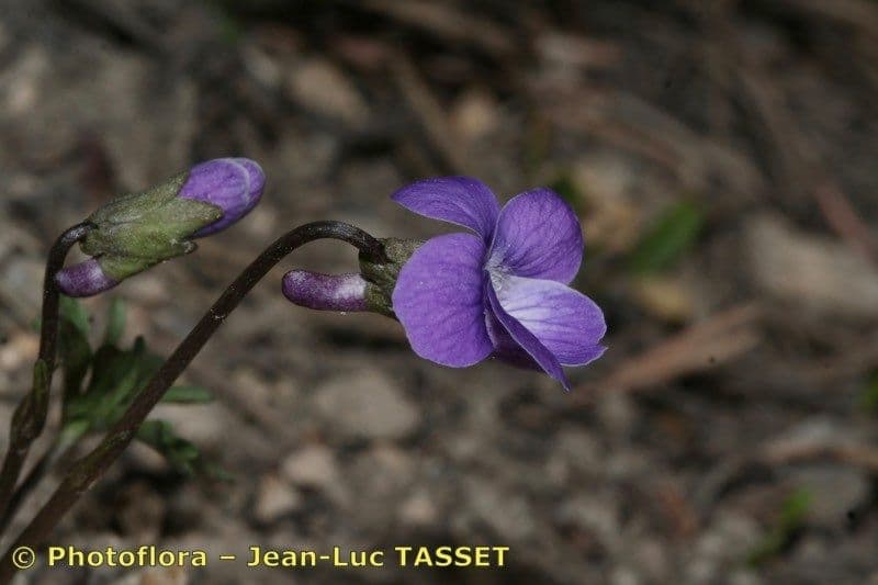 Violette pennée 2