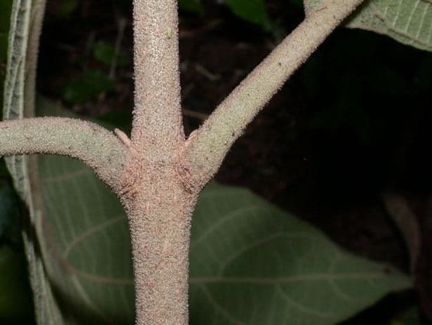 Callicarpa 21