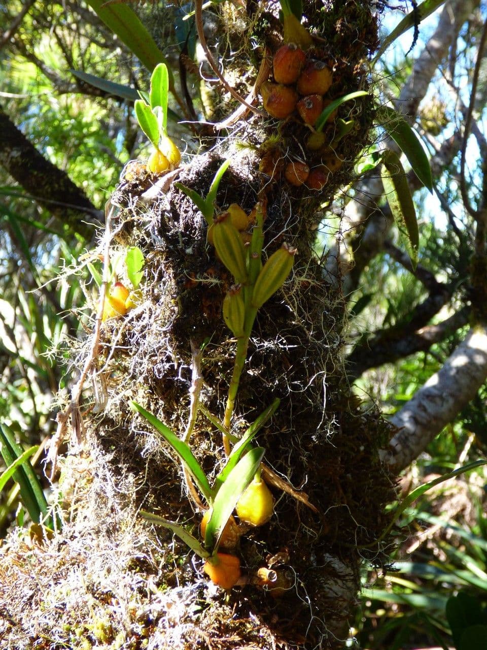 Bulbophyllum 12