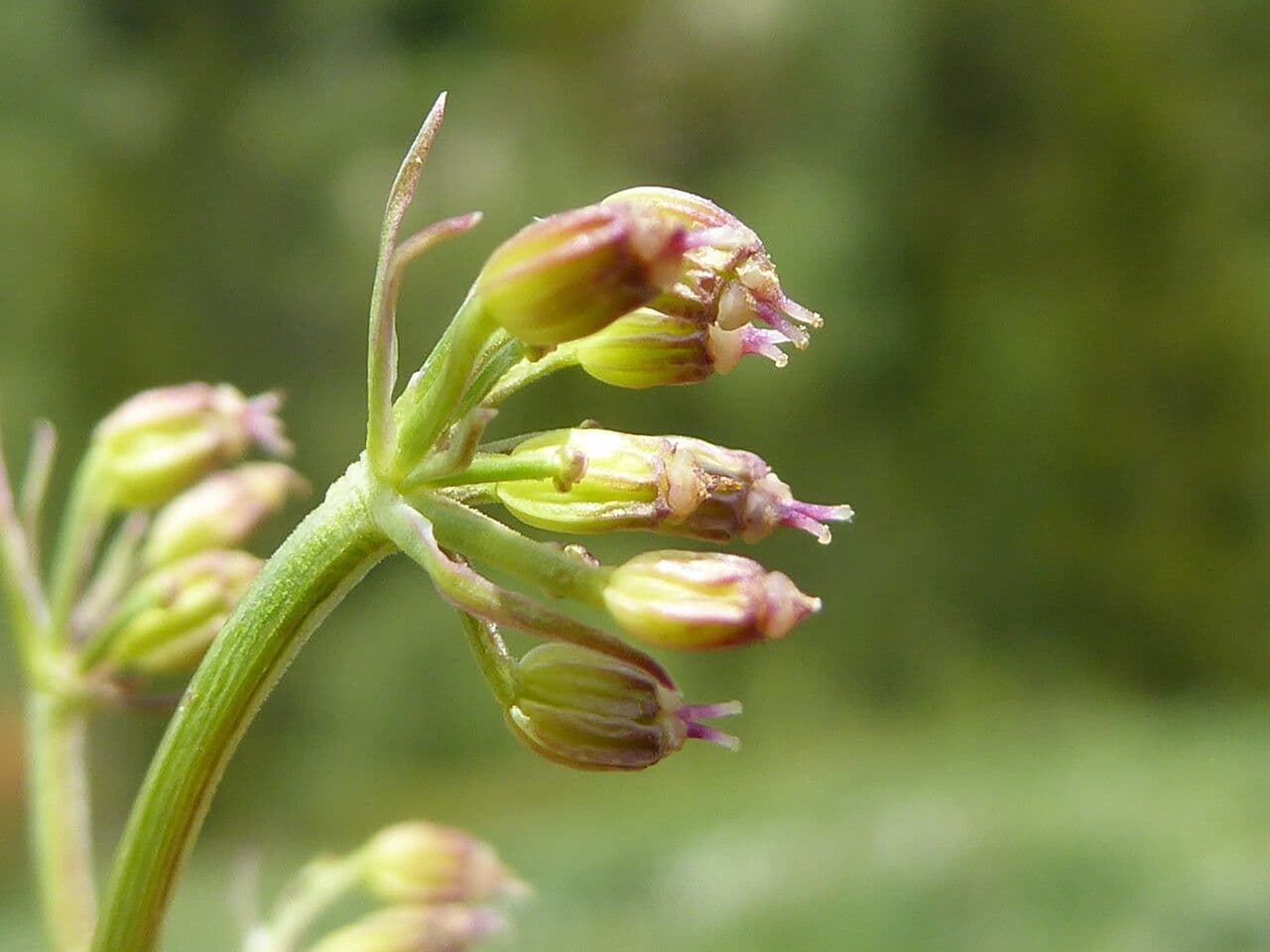 Finocchiella 5