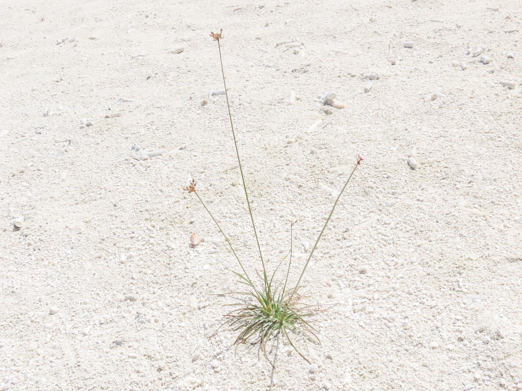 Fimbristylis cymosa 6