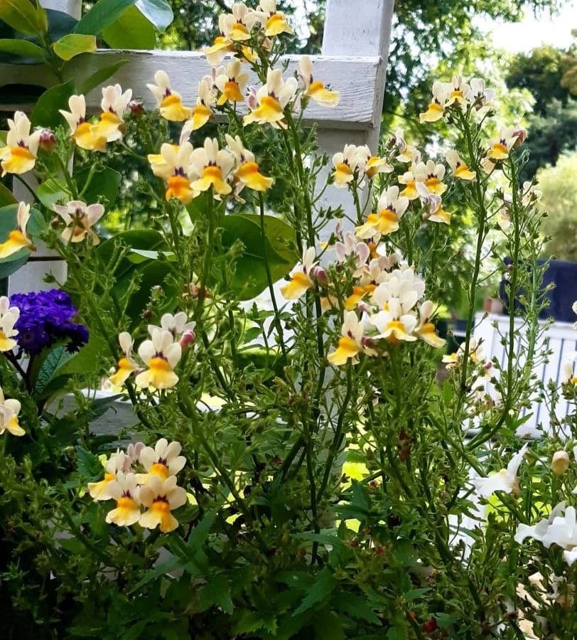 Nemesia 10