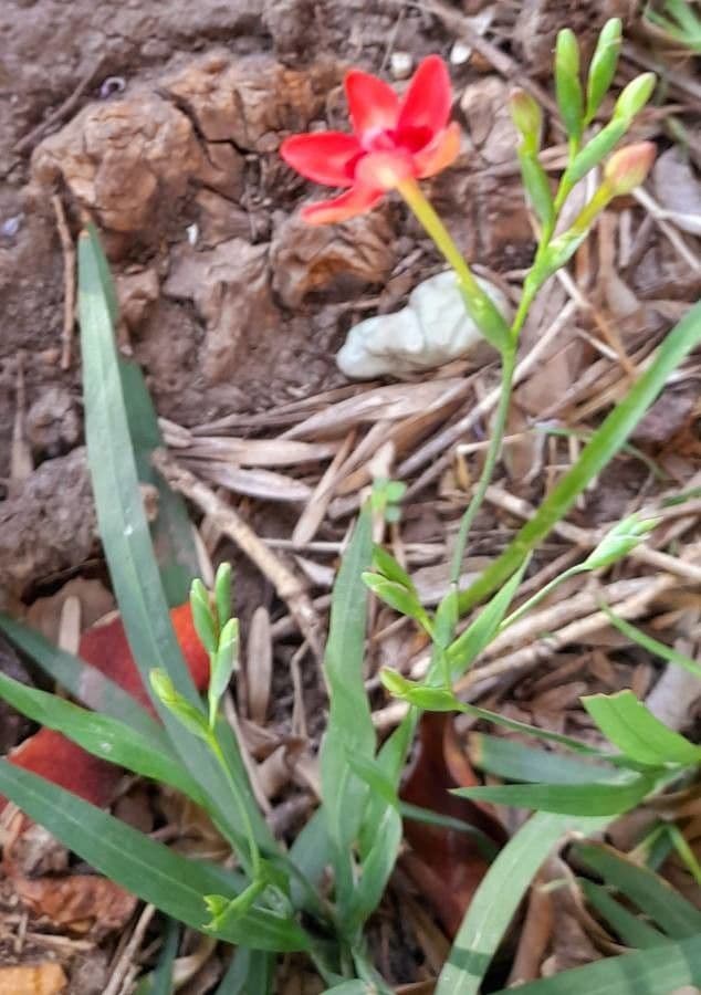 Freesia 7