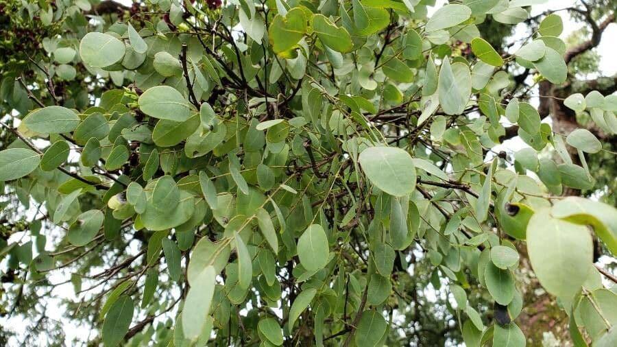 Dalbergia 7