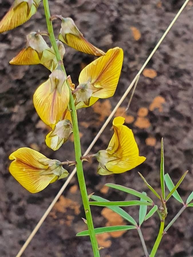 Crotalaria 3