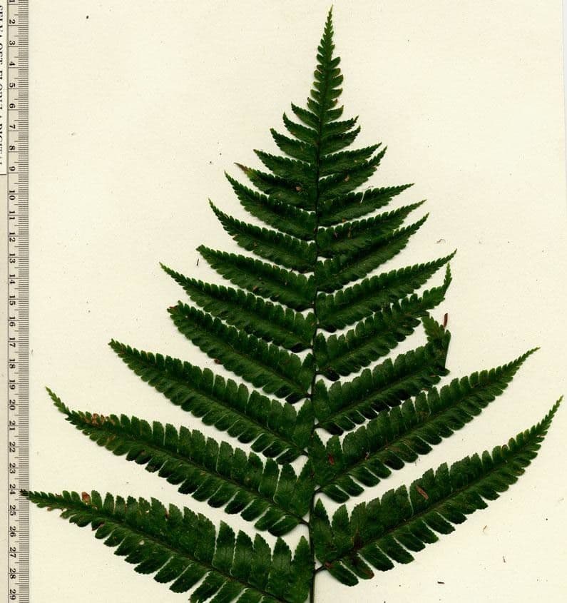 Polybotrya 11