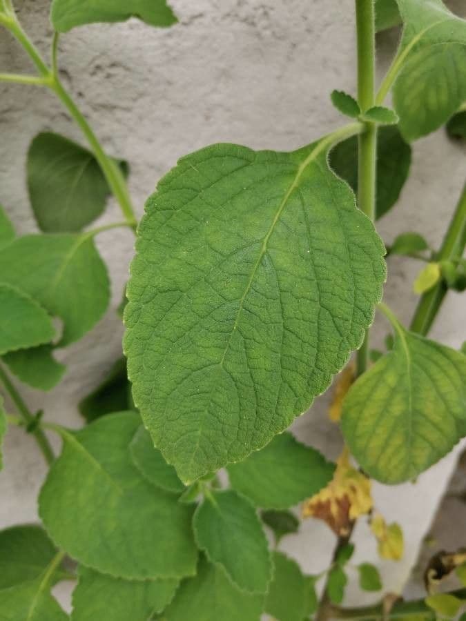 Salbei 9