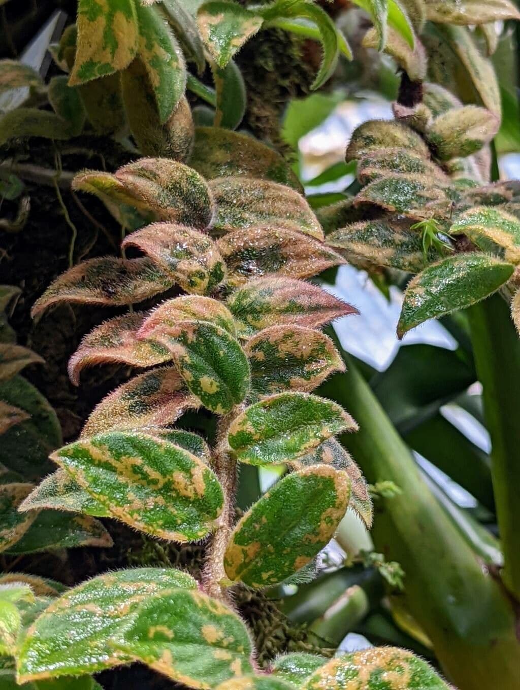 Columnea 2