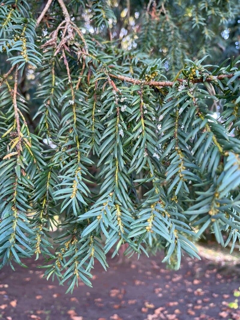 Tasso del Pacifico 20
